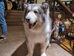 -more than meow吴止猫主题餐厅(承德 中船汇店)