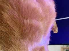 -喵园·猫主题咖啡厅·撸猫·猫咖(国贸店)