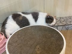 -momokira米努特·德文卷毛猫·棉花面纱犬
