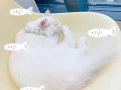 -怪兽屋·羊驼·猫咖·狗咖(俊华广场店)