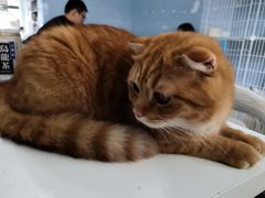 -喵的天空名猫咖啡馆·撸猫·猫舍·用品