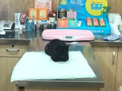 -瑞派名望24h动物医院异宠专科·猫专科·骨科·重症监护分院