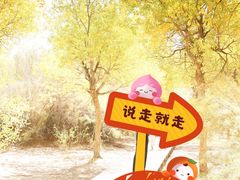 -金塔沙漠胡杨林景区