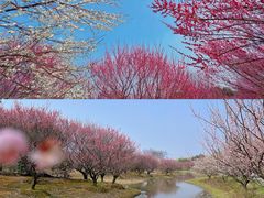 -花开海上生态园