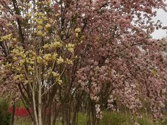 -大兴滨河森林公园