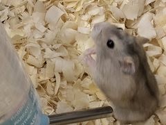 -钓仓鼠(洋桥北里小区店)