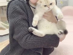 -青奢宠物·青奢猫舍