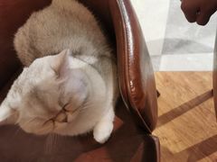 -猫小院猫主题餐厅(三里屯店)