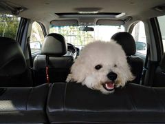 -美联众合宠物医院·爱萌分院·内外科·猫科中心