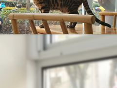 面包甜点陈列柜-李小姐の猫咖啡馆(五角场店)