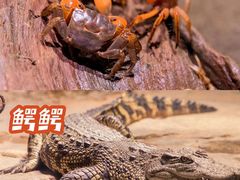 -正佳极地海洋世界