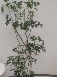 点击看大图 -美丽妈妈产后恢复中心(南桥旗舰店)