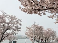 -羊山湖公园