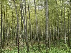 -紫金山天文台