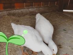 -前小桔亲子创意农场·草莓采摘·露营烧烤