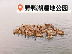 -野鸭湖国家湿地公园