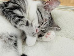 -COLOR PETS 撸猫馆·购猫·猫咖(长风大悦城店)