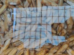 鲜活蛏子-青石桥市场北1-27号