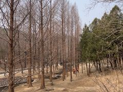 -白水寺森林公园