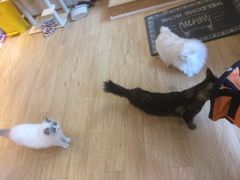 -Pets First伊珊娜洗护·精致美容·家庭式寄养(新会路店)