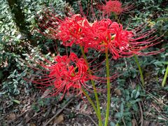 -上海佘山国家森林公园天马山园