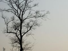 -上海滨江森林公园