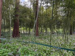 -西湖游船
