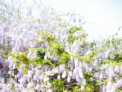 -洛阳市隋唐城遗址植物园