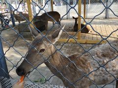 -长白岛森林公园