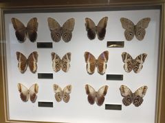 -上海昆虫博物馆