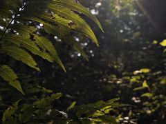-本溪汤沟绿石谷森林公园