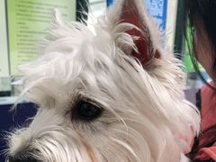 -申普宠物医院·眼科·心内科·影像科(普陀分院)
