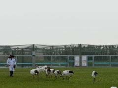 -盐城丹顶鹤湿地生态旅游区