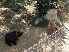 -石家庄市动物园