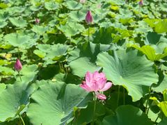 -莲花池公园