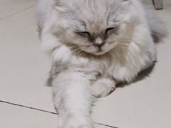 -怪兽屋·羊驼·猫咖·狗咖(俊华广场店)