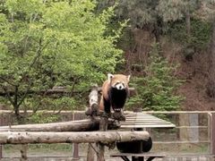 -沈阳森林动物园