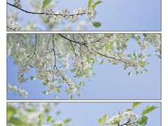 -莲花山公园