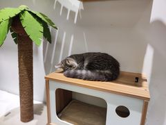 -COLOR PETS 撸猫馆·购猫·猫咖(长风大悦城店)
