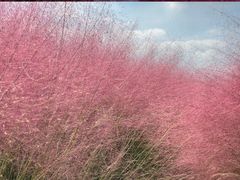 -鹅湖玫瑰文化园