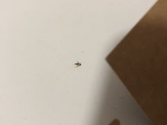 -Awfully Chocolate(嘉里城店)