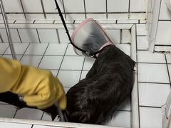 -瑞派宠物医院·犬猫全科·猫友好(宾水西道店)