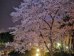 -嘉定紫藤园