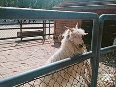 -长白岛森林公园