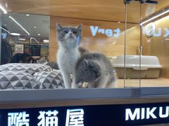 -牛気·越光米牛肉饭(水游城店)