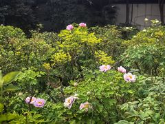 -洛阳市牡丹公园