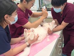 -北京观赏动物医院·24小时大型综合·猫专科·异宠专科