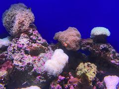 -江和美海洋公园