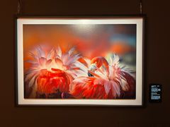 -罗红摄影艺术馆