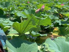 -洪湖生态旅游区